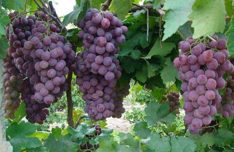 胡长老：内在生活的智慧（仅音频）